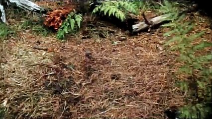 Le Secret de Terabithia Extrait vidéo VF