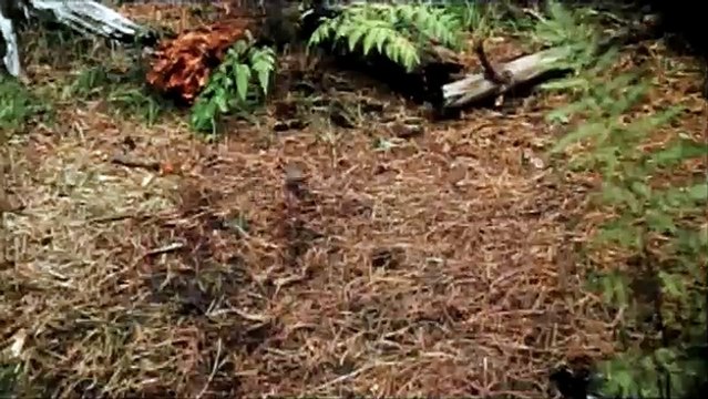 Le Secret de Terabithia Extrait vidéo VF