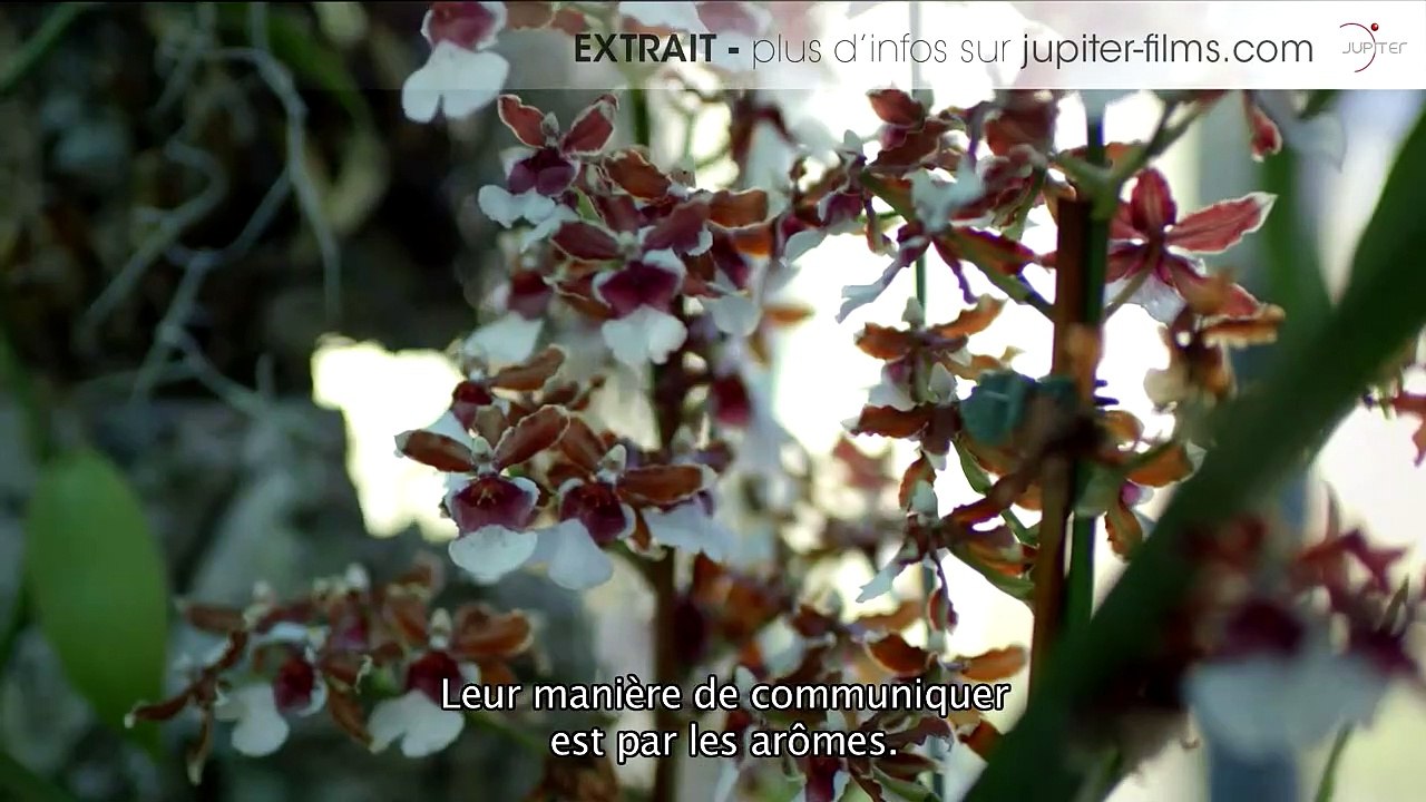 L'Odorat - EXTRAIT "L'arôme de fleurs"