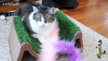 Cute and Funny Cat Videos to Keep You Smiling