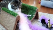 Cute and Funny Cat Videos to Keep You Smiling