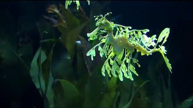 Voyage sous les mers 3D Extrait vidéo (4) VF