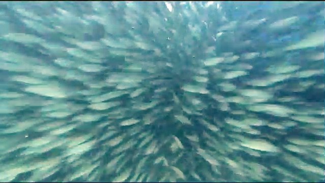 Voyage sous les mers 3D Extrait vidéo (3) VF