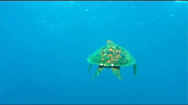 Voyage sous les mers 3D Extrait vidéo (2) VF