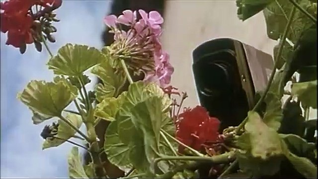 Chat noir, chat blanc Bande-annonce VF