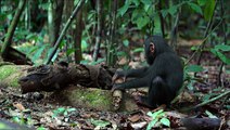 Chimpanzés Extrait vidéo (2) VF