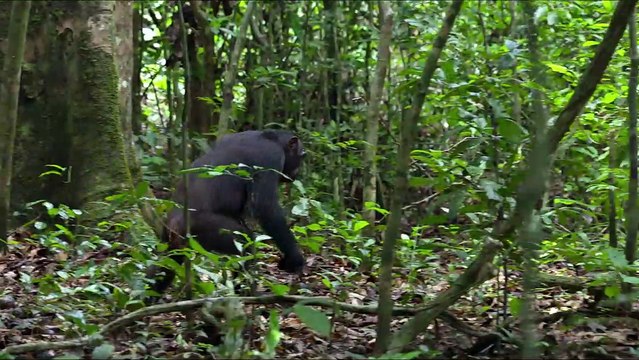 Chimpanzés Extrait vidéo (3) VF