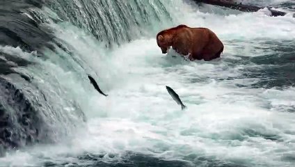 Grizzly - EXTRAIT VF "Pêche au saumon"