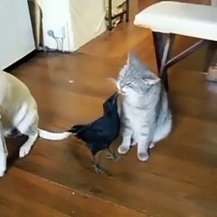 Cat_dooooooooooog funny