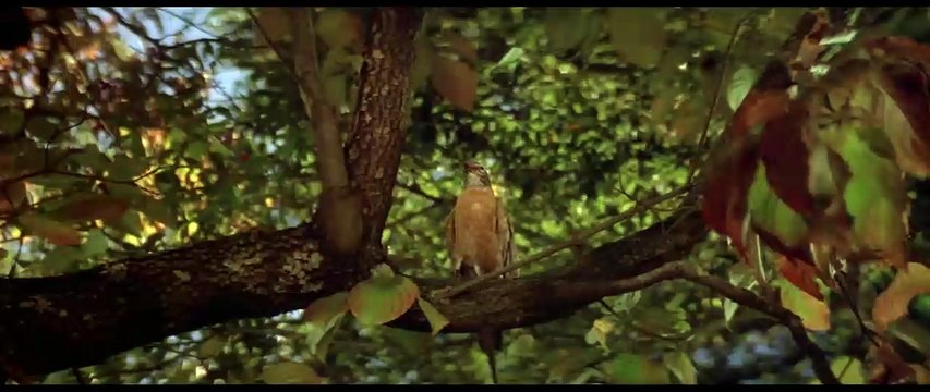 Blue Velvet Bande-annonce Ressortie VO