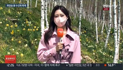 화사한 노란 물결…수선화 10만 송이 활짝