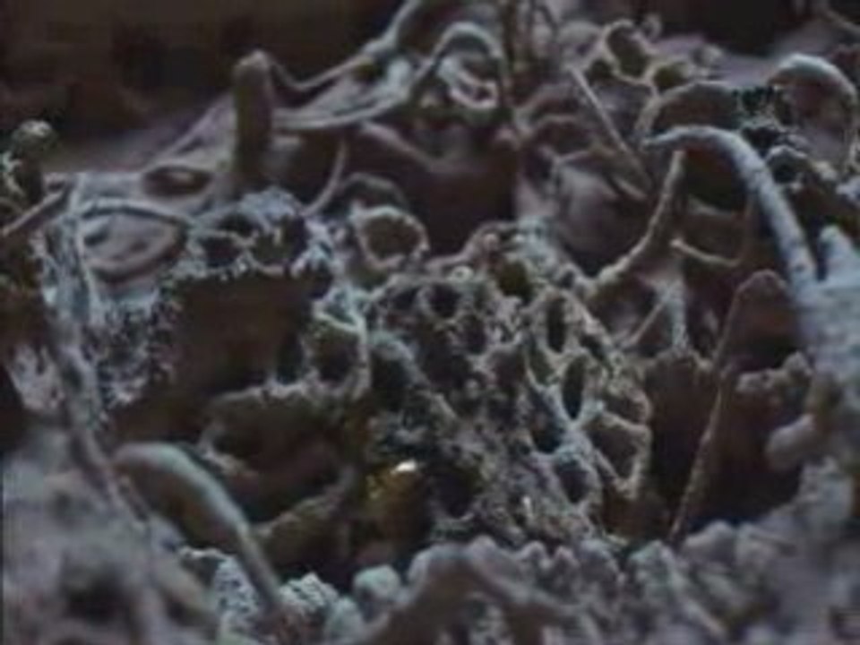 Fourmis vs termites 1.5