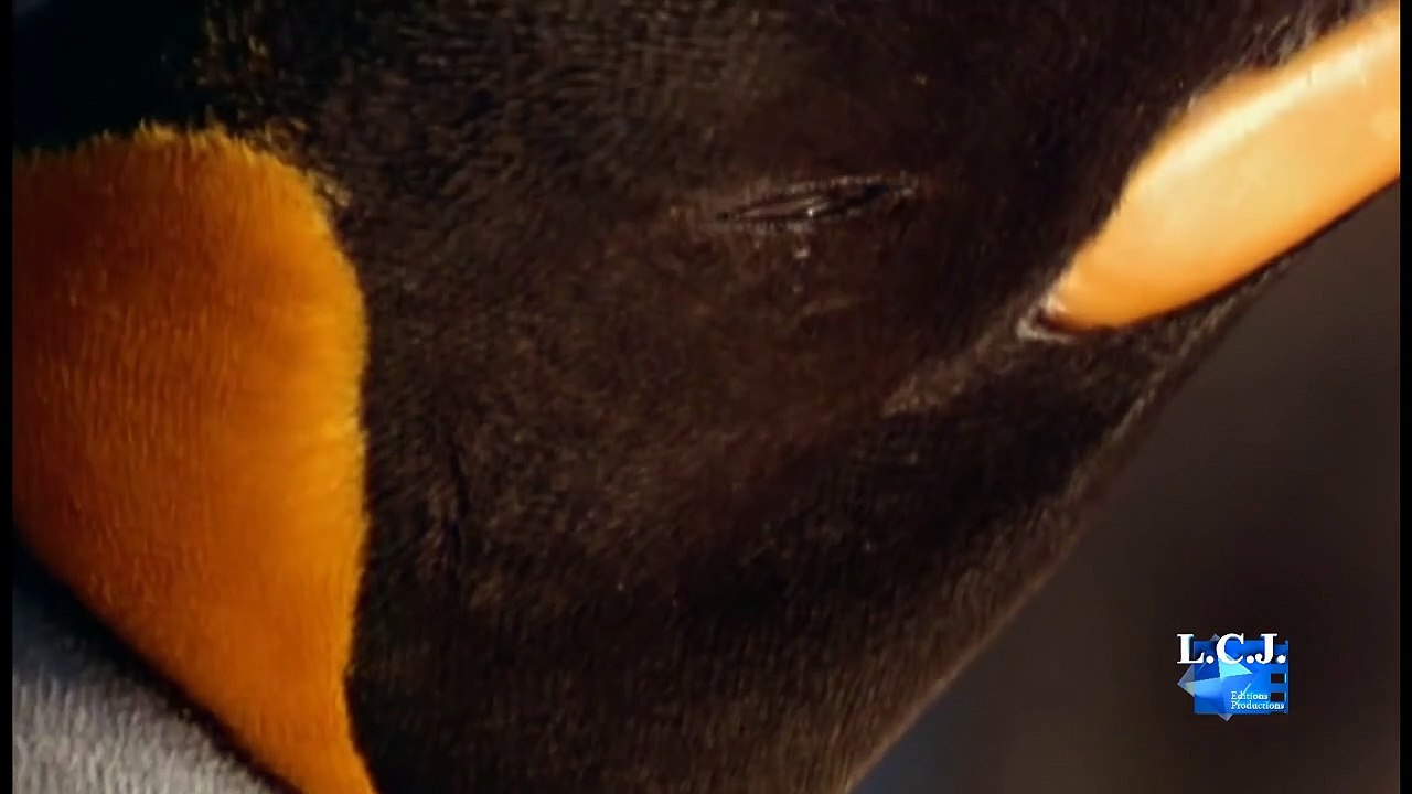 L'Arche et les déluges Bande-annonce VF