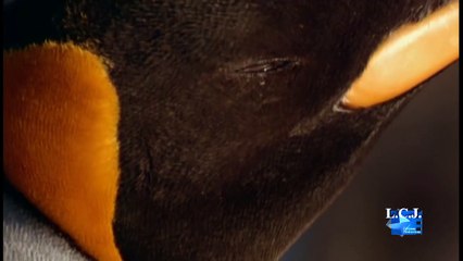 L&#039;Arche et les déluges Bande-annonce VF