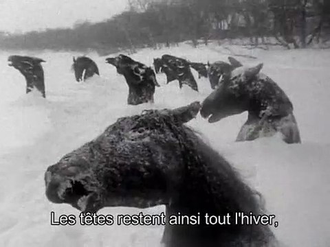 Winnipeg mon amour Extrait vidéo (2) VO