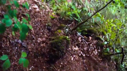 Le Jardin secret Bande-annonce VF