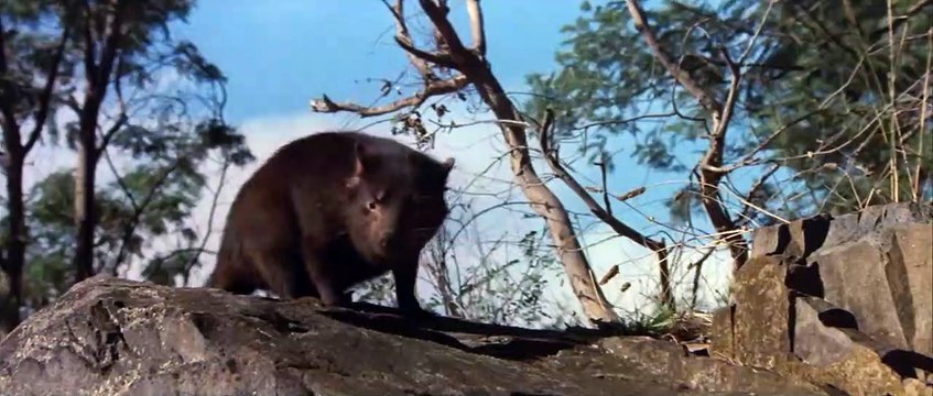 Long Weekend Bande-annonce VO