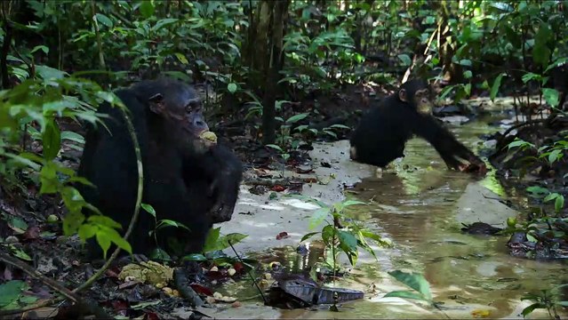 Chimpanzés Extrait vidéo (4) VF