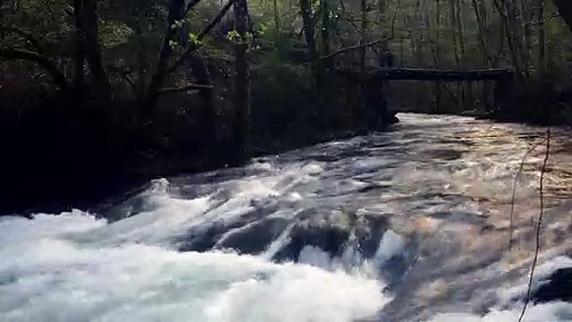 Ours simplement sauvage Bande-annonce VF