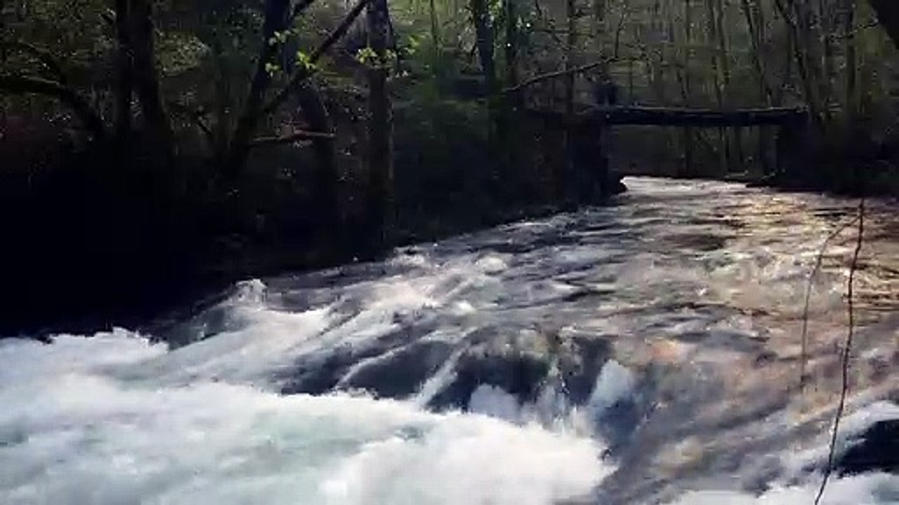 Ours simplement sauvage Bande-annonce VF