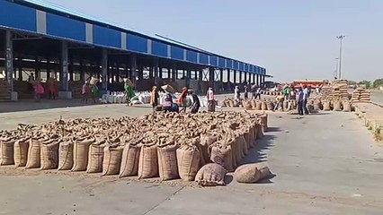 Video : गेहूं की बंपर आवक से ठसाठस हुई मंडी, किसान हो रहे परेशान