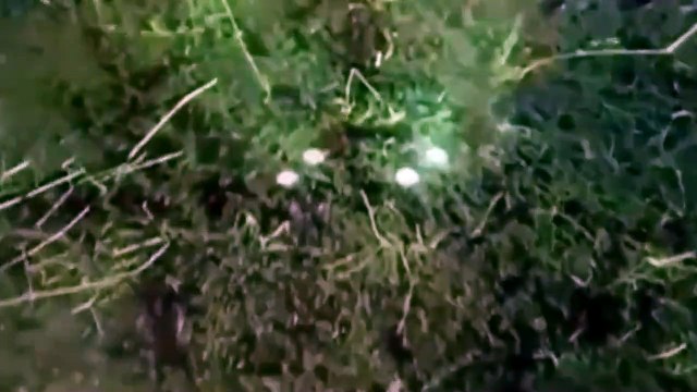 Jack et le Haricot Magique Bande-annonce VO