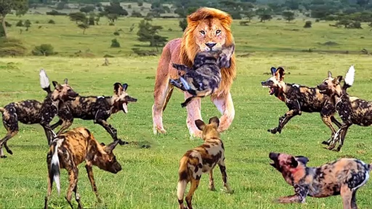 one mother lion VS 10 angry dogs , she who she tore them up to protect her cubs