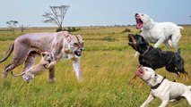 Lion Vs Mastiff , see how mother lion do to save her cubs , unbelievable !