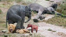 mother Elephant vs angry lion, see how can mother do to protect her baby