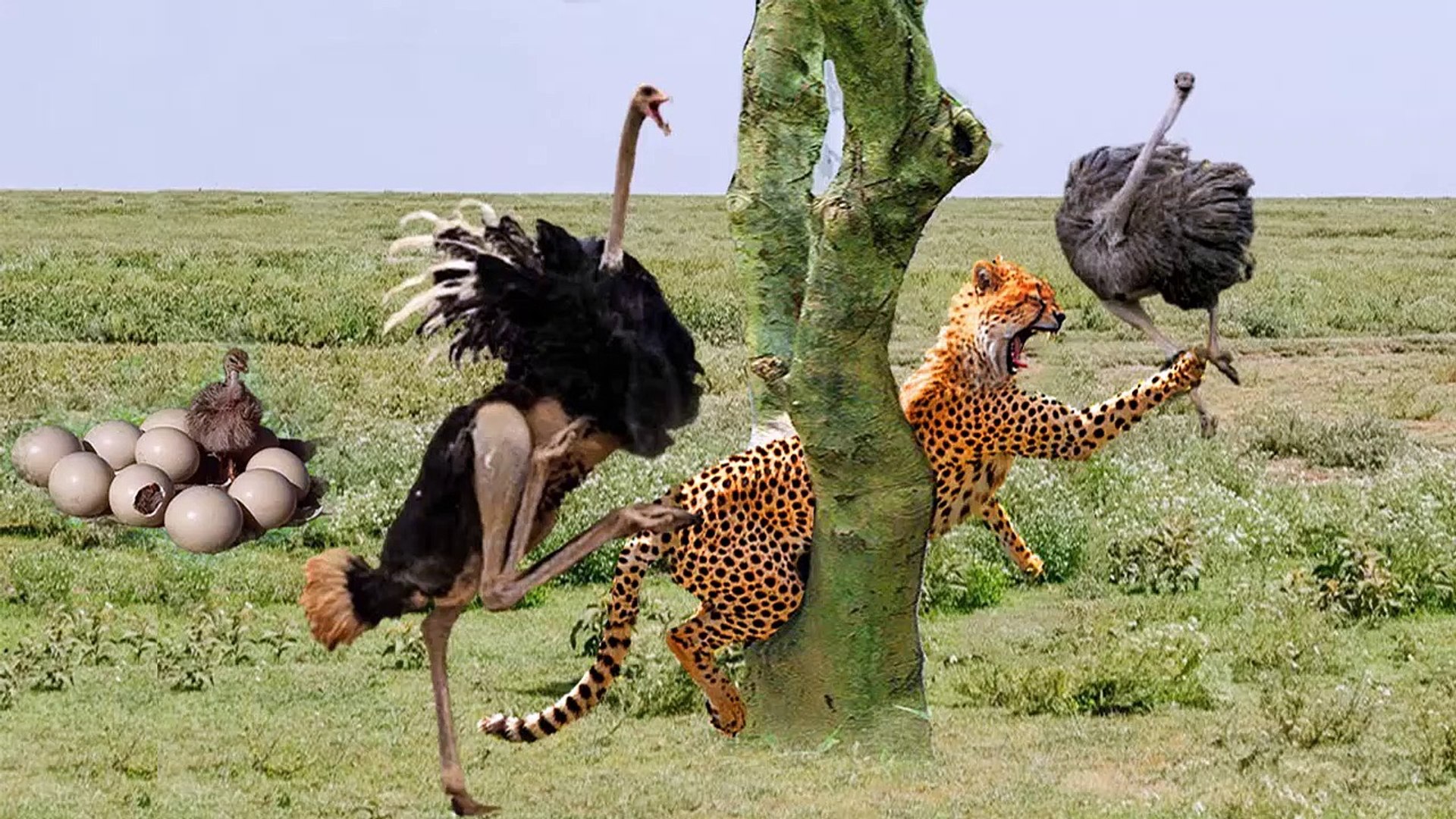 Ostrich Vs Cheetah Vs Monkey, see how mother Ostrich  could turn into  a wild animal