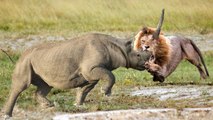 Rhinoceros VS  lion, see how Anger can turn bloody fight to confirmed death