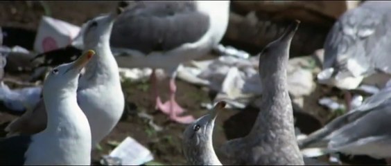 Jonathan Livingston le goéland Teaser VO