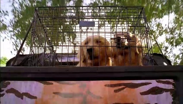 5 Toutous Prêts à Tout Bande-annonce VO