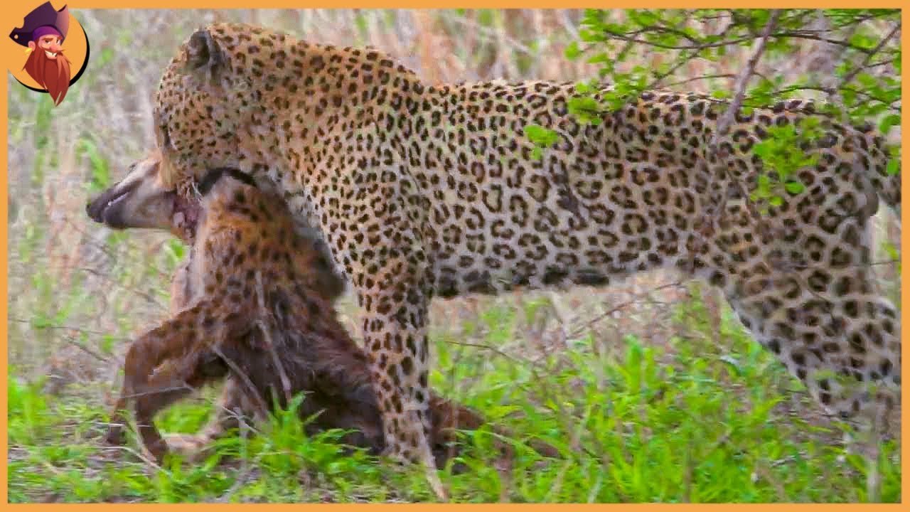 Leopard VS doges ! who will win ?