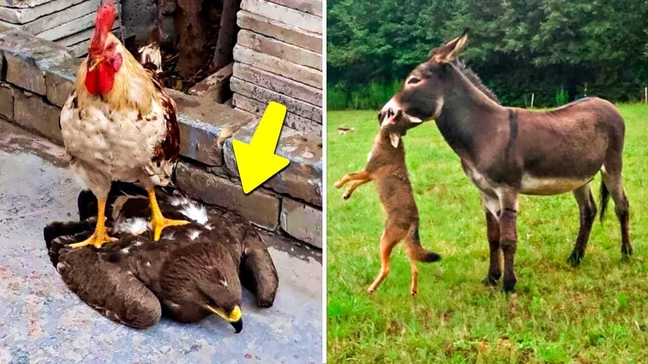 35 scenes when the predators turned into preys !