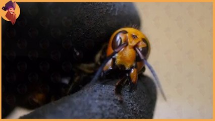 the most dangerous giant hornet , see what does he happen