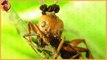 small but fetal , 3 unbelievable dangerously ants you will never believe they are exist