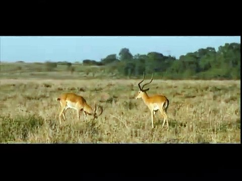 Les Animaux amoureux Extrait vidéo VF