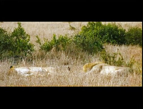 Les Animaux amoureux Extrait vidéo (2) VF