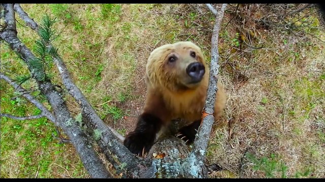 Un nouveau jour sur Terre EXTRAIT VF Ours