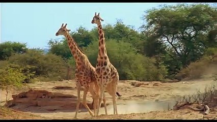 Un nouveau jour sur Terre EXTRAIT VF "Girafes"