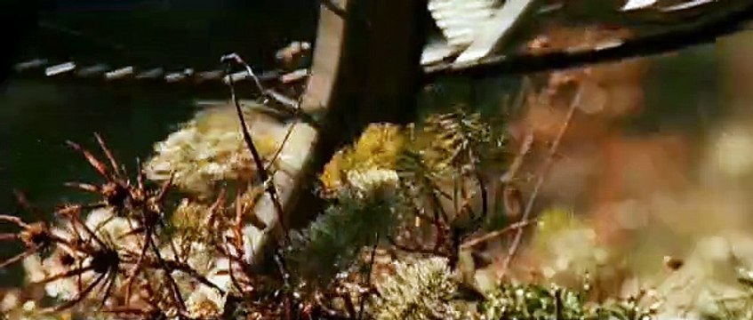 Le renard et l'enfant Extrait vidéo VF