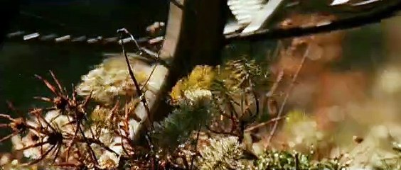 Le renard et l&#039;enfant Extrait vidéo VF