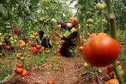 Belediye serasında yetiştirilen domatesler ihtiyaç sahiplerine dağıtılıyor- Şanlıurfa Büyükşehir Belediyesinden örnek proje