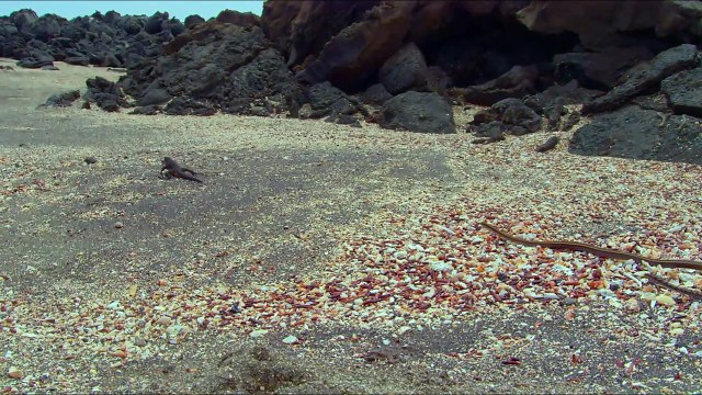 Un nouveau jour sur Terre EXTRAIT VF Iguanes