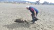 Nesli tehlike altında bulunan 4 yeşil deniz kaplumbağası ölü bulundu