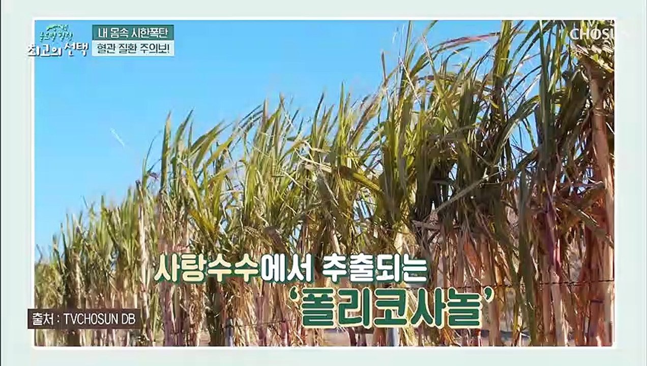 쿠바인들의 건강식품 사탕수수☜ 콜레스테롤 감소에 도움 TV CHOSUN 2022041...