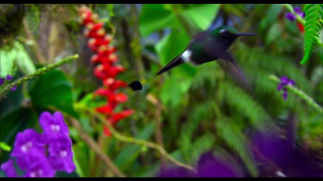 Un nouveau jour sur Terre EXTRAIT VF Colibri