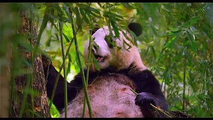 Un nouveau jour sur Terre EXTRAIT VF "Panda"