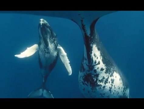 Océans Extrait vidéo (3) VF